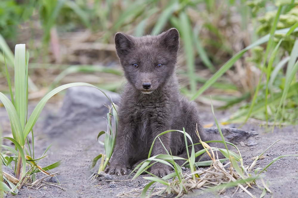 Arctic "Blue"  Fox (Juvenile), Inner Harbor, St. Paul Island, Alaska