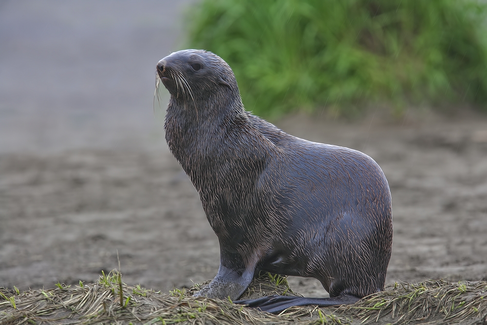 Northern Fur Seal, Big Zapadni Rookery, St. Paul Island, Alaska