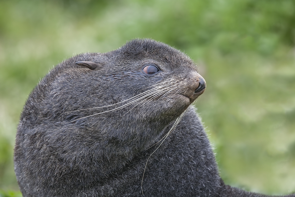 Northern Fur Seal, Reef Rookery, St. Paul Island, Alaska