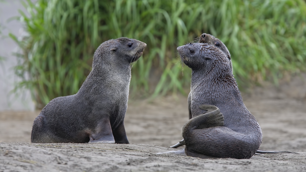 Northern Fur Seals, Big Zapadni Rookery, St. Paul Island, Alaska