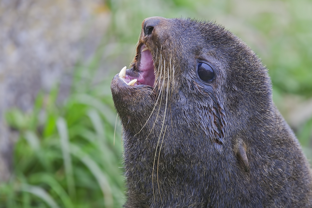 Northern Fur Seal, Reef Rookery, St. Paul Island, Alaska