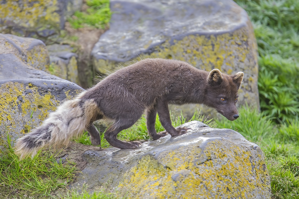 Arctic "Blue"  Fox, Reef Rookery, St. Paul Island, Alaska