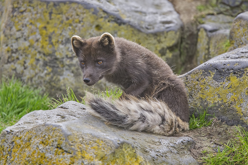 Arctic "Blue"  Fox, Reef Rookery, St. Paul Island, Alaska