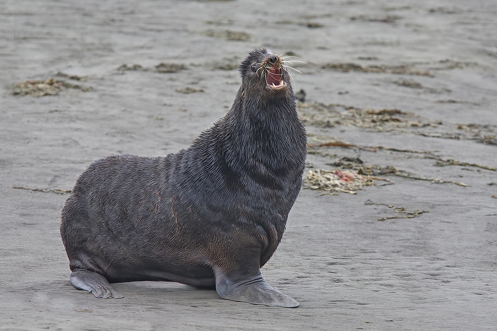 Northern Fur Seal, Big Zapadni Rookery, St. Paul Island, Alaska