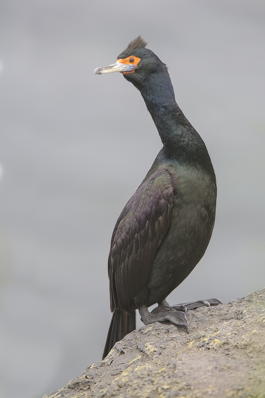 Red-Faced Cormorant, Near Reef Rookery, St. Paul Island, Alaska