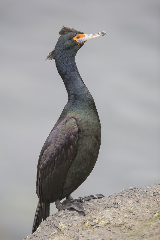 Red-Faced Cormorant, Near Reef Rookery, St. Paul Island, Alaska