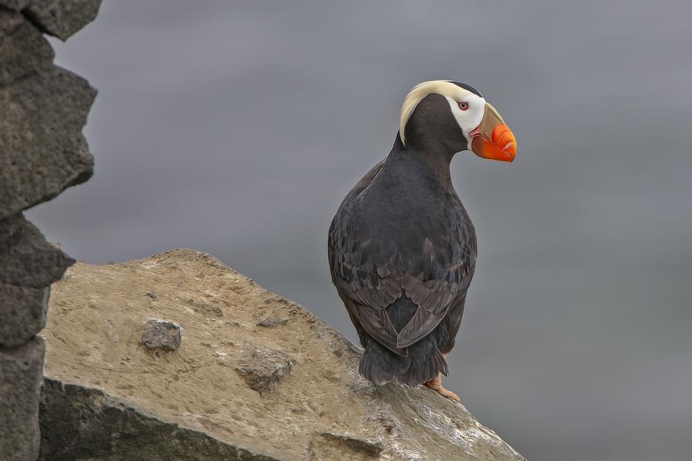 Tufted Puffin, Reef Rookery Cliffs, St. Paul Island, Alaska