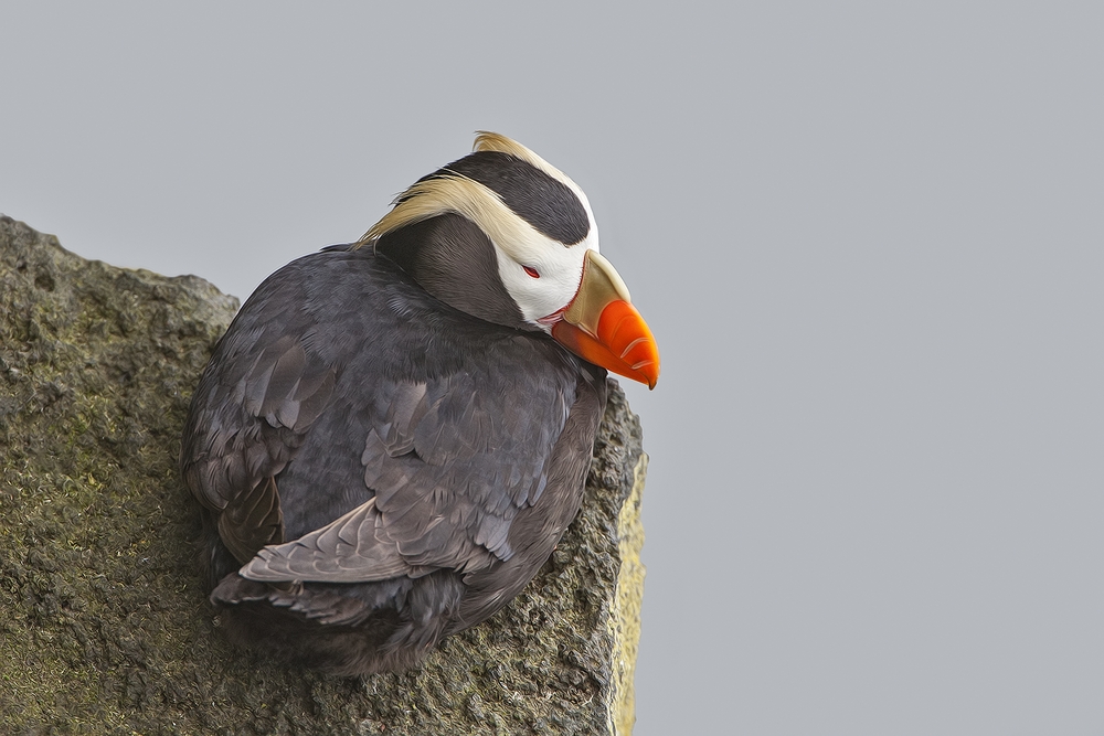 Tufted Puffin, Reef Rookery Cliffs, St. Paul Island, Alaska