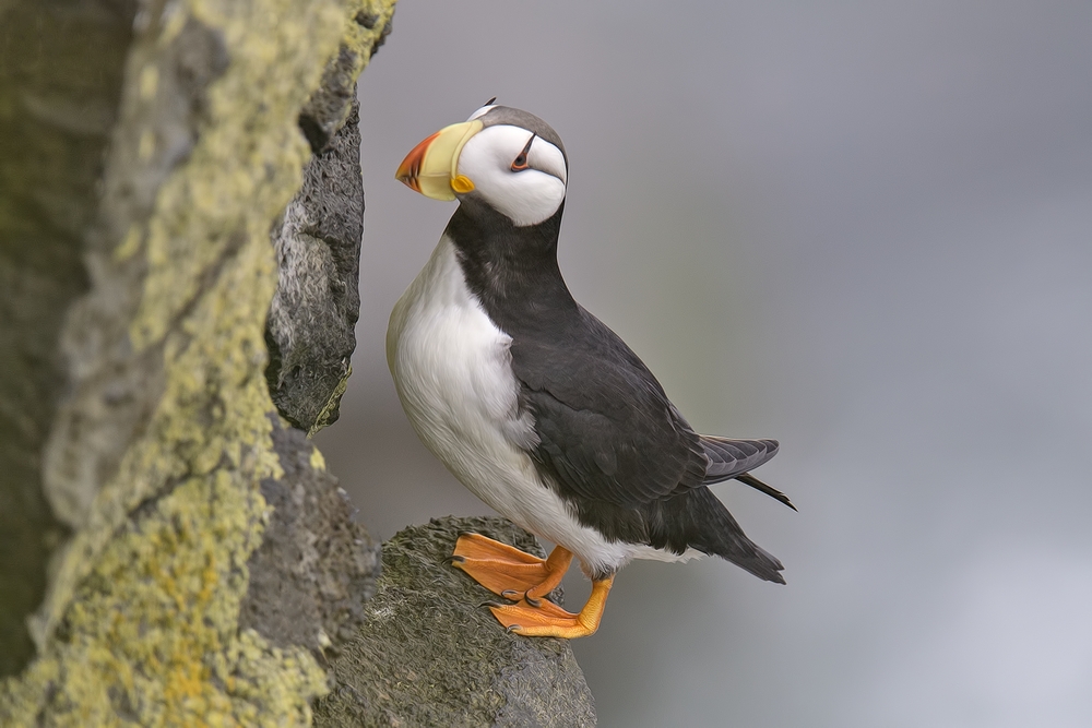 Horned Puffin, Reef Rookery Cliffs, St. Paul Island, Alaska