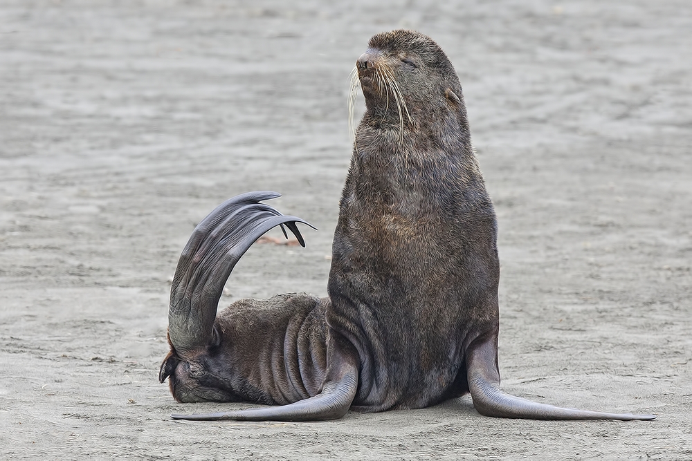 Northern Fur Seal, Little Zapadni Rookery, St. Paul Island, Alaska