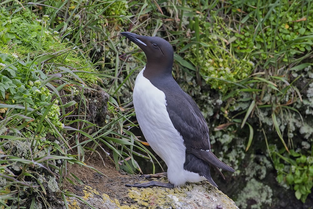 Thick-Billed Murre, Ridge Wall, St. Paul Island, Alaska