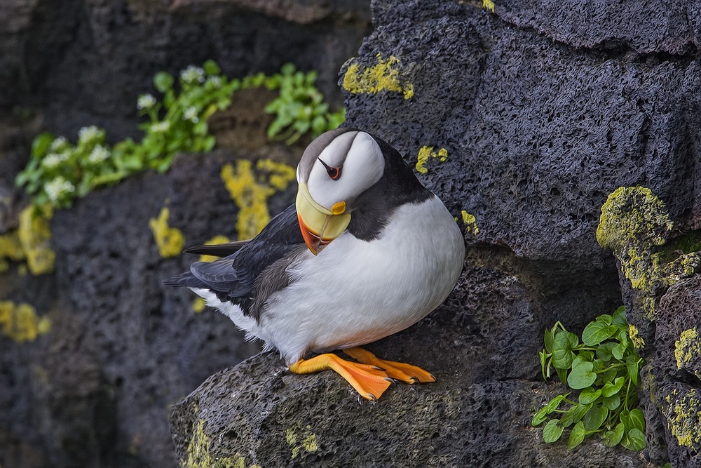 Horned Puffin, Ridge Wall, St. Paul Island, Alaska