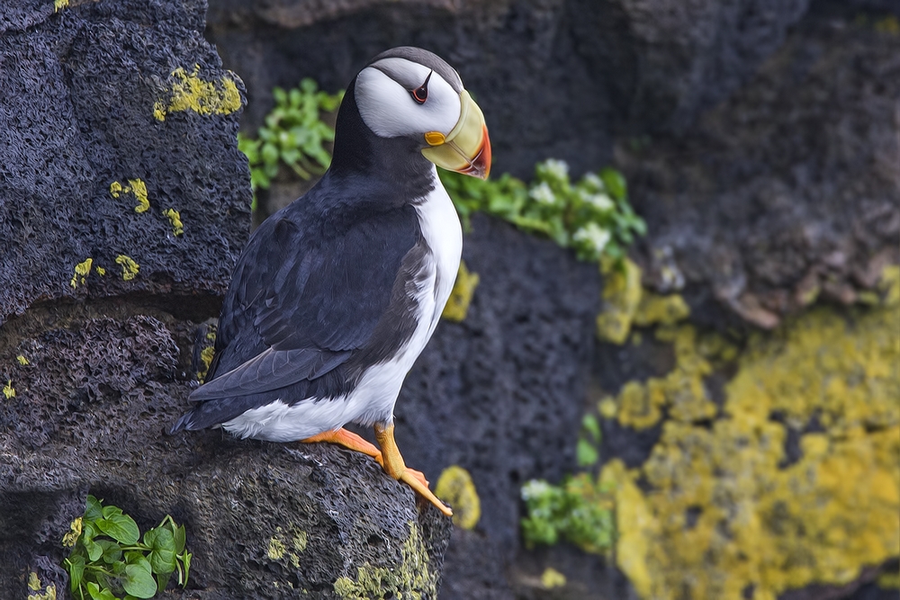 Horned Puffin, Ridge Wall, St. Paul Island, Alaska