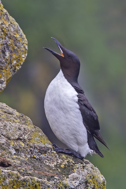 Thick-Billed Murre, Ridge Wall, St. Paul Island, Alaska