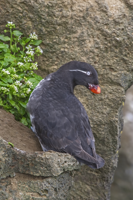 Parakeet Auklet, Ridge Wall, St. Paul Island, Alaska