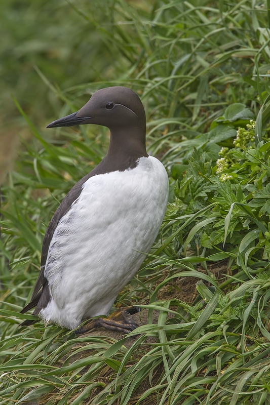 Common Murre, Ridge Wall, St. Paul Island, Alaska