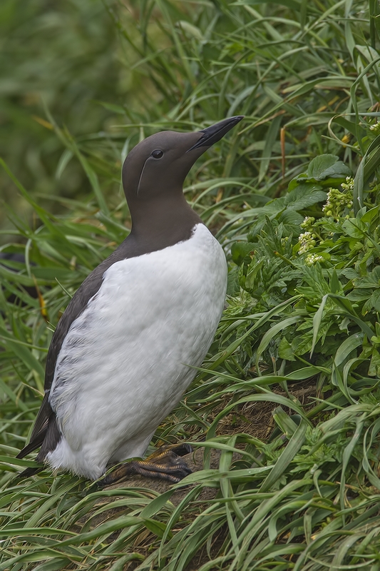 Common Murre, Ridge Wall, St. Paul Island, Alaska