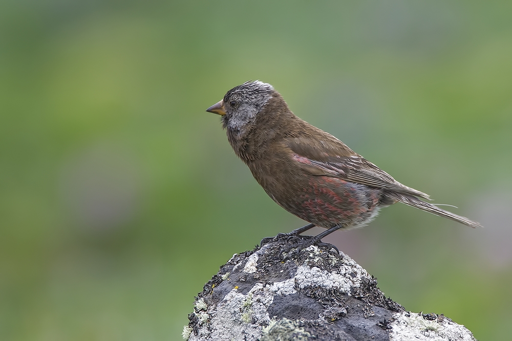 Gray-Crowned Rosy-Finch, Southwest Point Tundra, St. Paul Island, Alaska