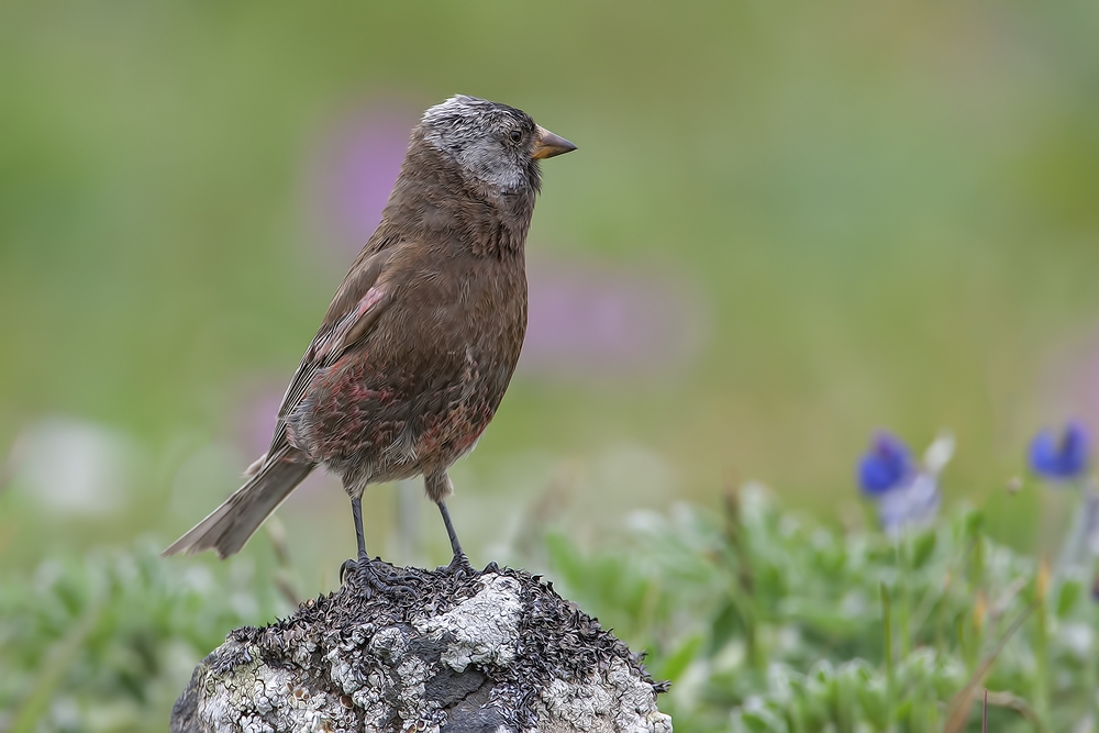 Gray-Crowned Rosy-Finch, Southwest Point Tundra, St. Paul Island, Alaska