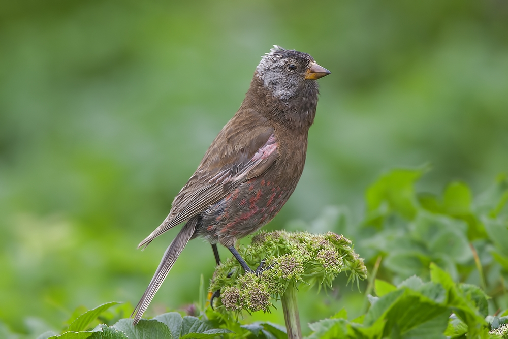 Gray-Crowned Rosy-Finch, Southwest Point Tundra, St. Paul Island, Alaska