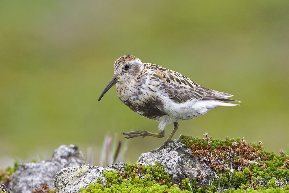 Rock Sandpiper, Southwest Point Tundra, St. Paul Island, Alaska