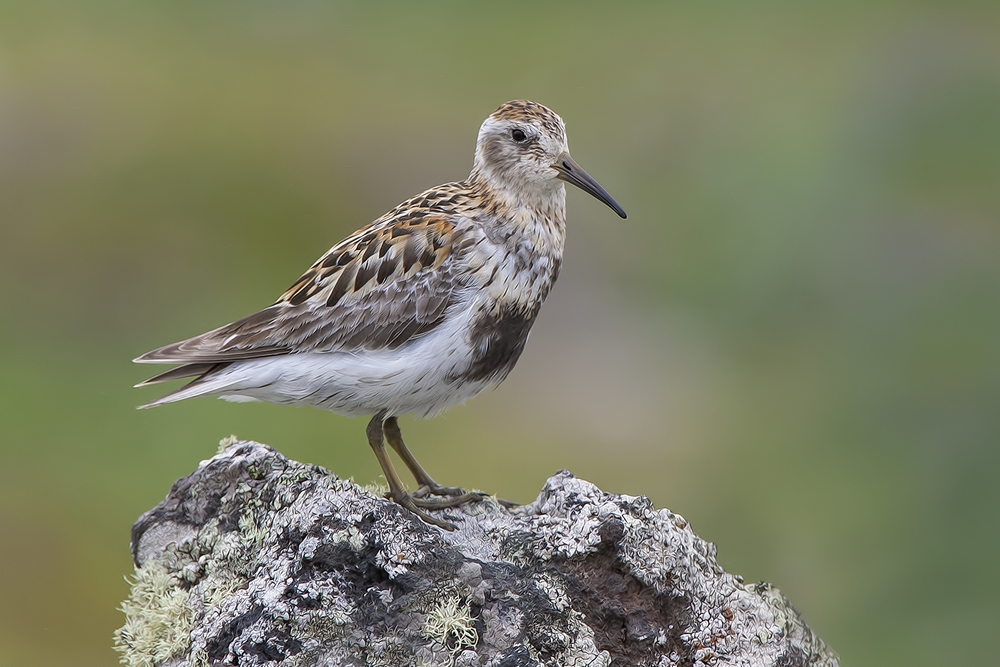 Rock Sandpiper, Southwest Point Tundra, St. Paul Island, Alaska