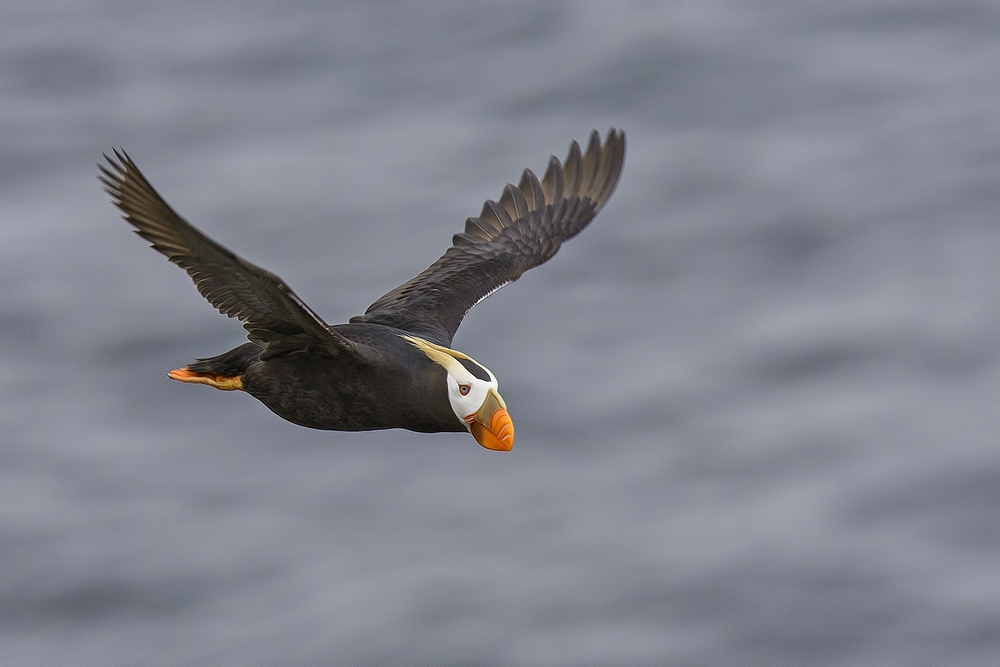 Tufted Puffin, Reef Rookery Cliffs, St. Paul Island, Alaska