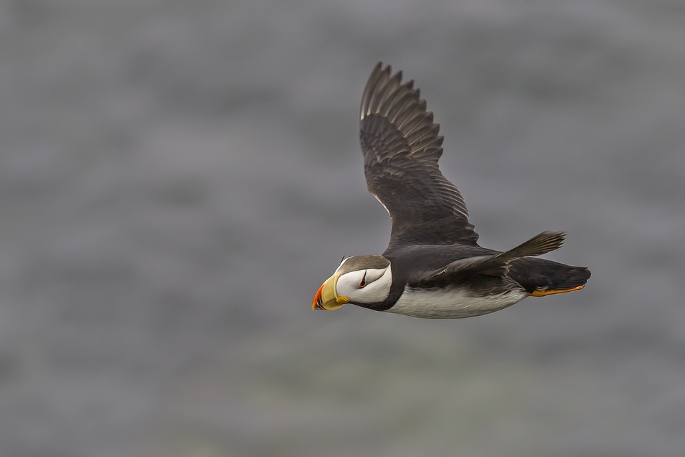 Horned Puffin, Reef Rookery Cliffs, St. Paul Island, Alaska