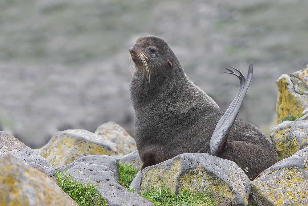 Northern Fur Seal, Reef Rookery, St. Paul Island, Alaska