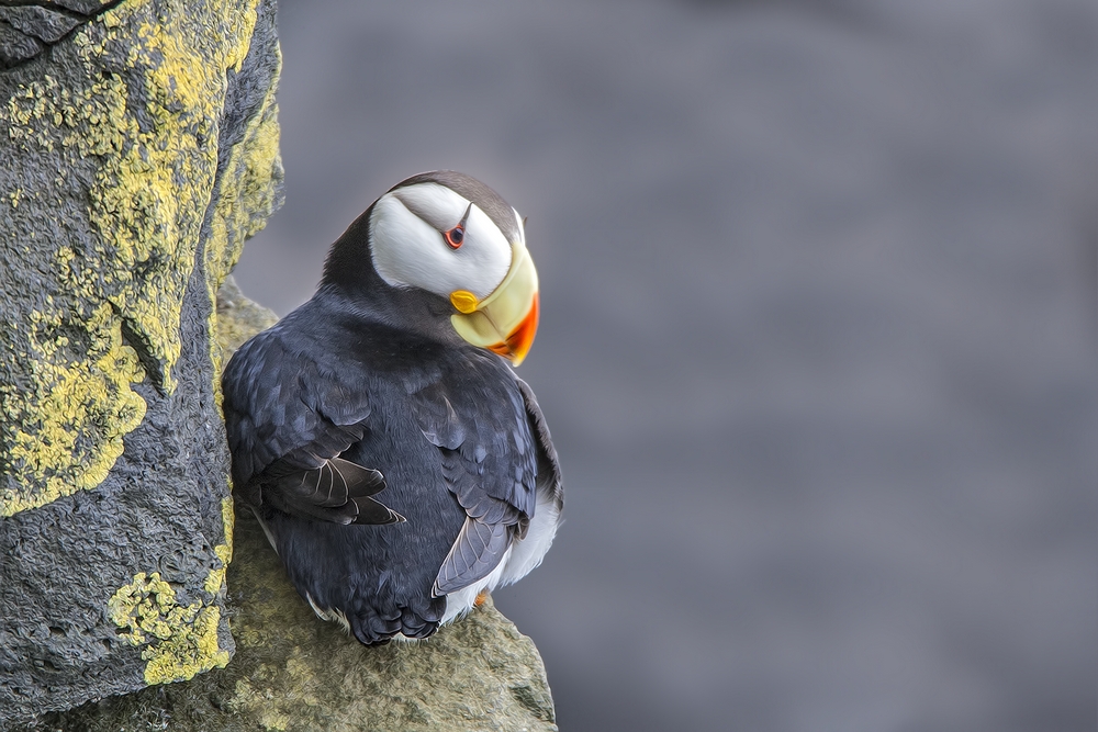 Horned Puffin, Reef Rookery Cliffs, St. Paul Island, Alaska