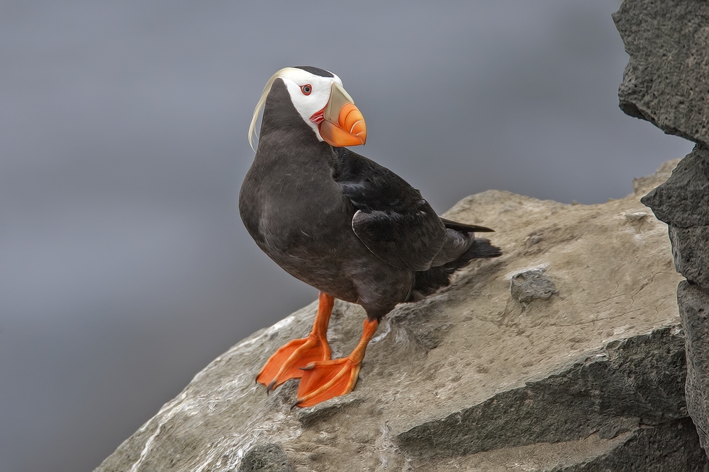 Tufted Puffin, Reef Rookery Cliffs, St. Paul Island, Alaska