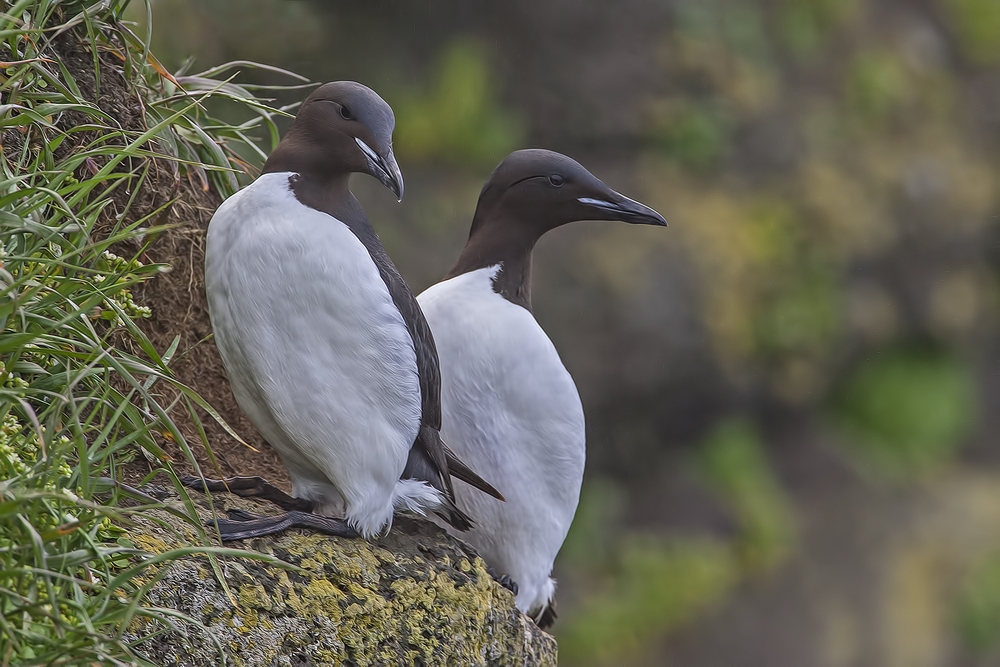 Thick-Billed Murre, Ridge Wall, St. Paul Island, Alaska