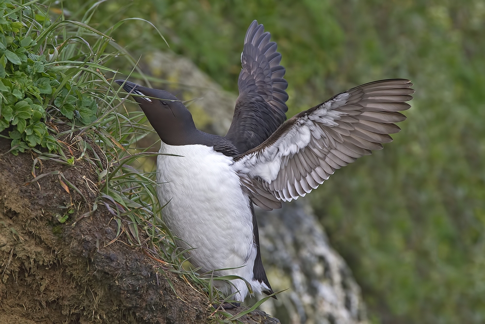 Thick-Billed Murre, Ridge Wall, St. Paul Island, Alaska