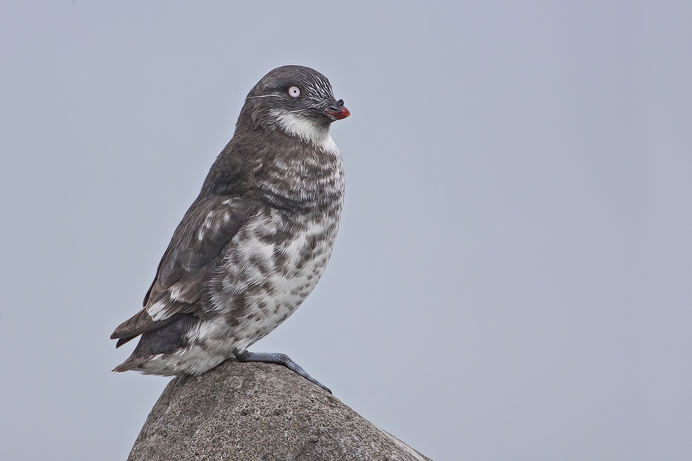 Least Auklet, Zapadni Breakwater, St. Paul Island, Alaska