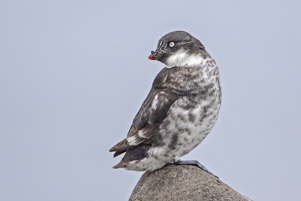 Least Auklet, Zapadni Breakwater, St. Paul Island, Alaska