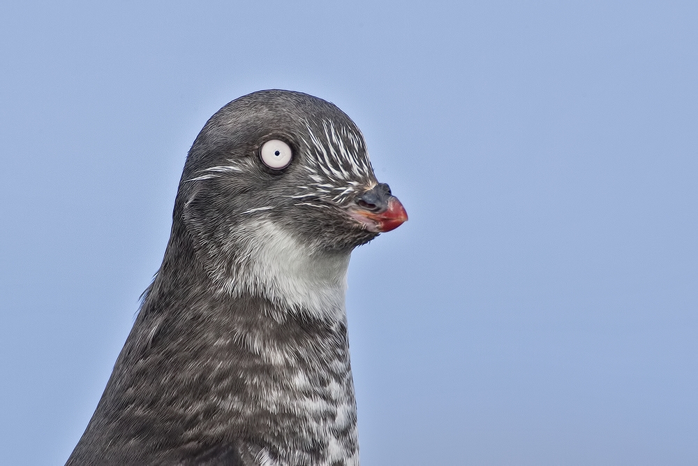 Least Auklet, Zapadni Breakwater, St. Paul Island, Alaska