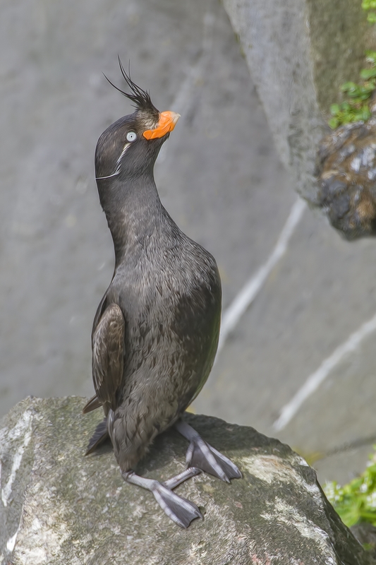 Crested Auklet, Zapadni Point Cliffs, St. Paul Island, Alaska