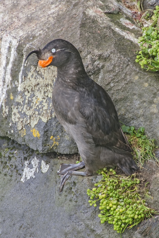 Crested Auklet, Zapadni Point Cliffs, St. Paul Island, Alaska