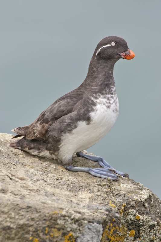 Parakeet Auklet, Zapadni Point Cliffs, St. Paul Island, Alaska