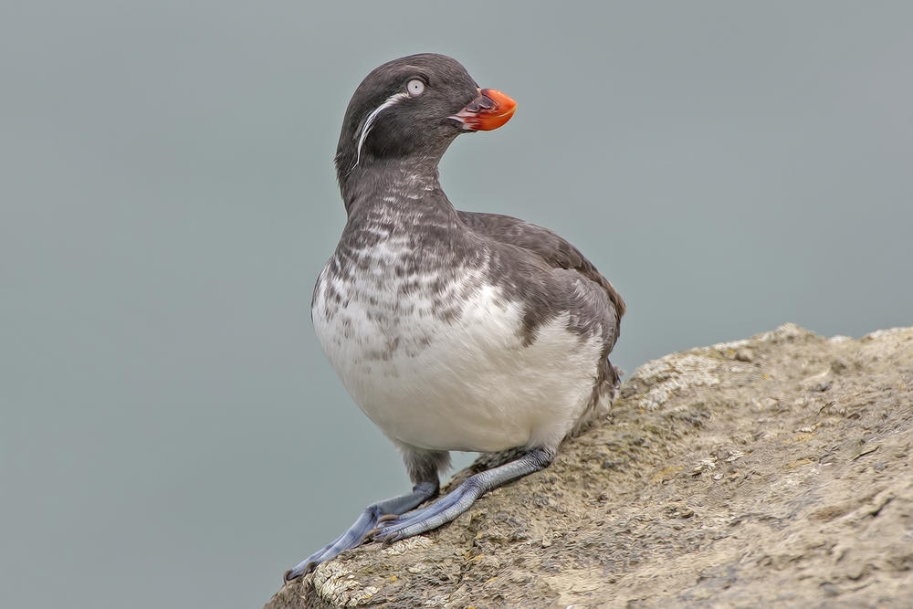 Parakeet Auklet, Zapadni Point Cliffs, St. Paul Island, Alaska