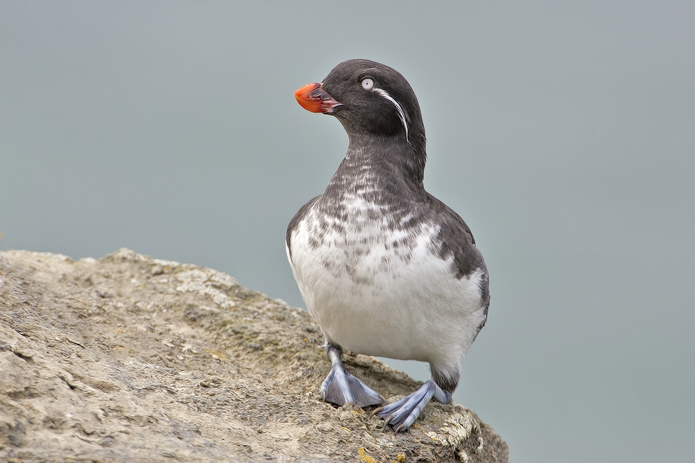 Parakeet Auklet, Zapadni Point Cliffs, St. Paul Island, Alaska