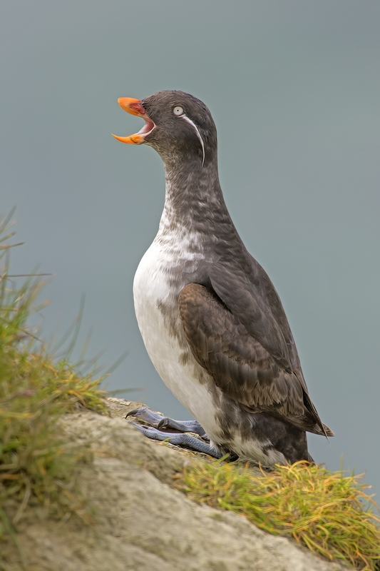 Parakeet Auklet, Zapadni Point Cliffs, St. Paul Island, Alaska