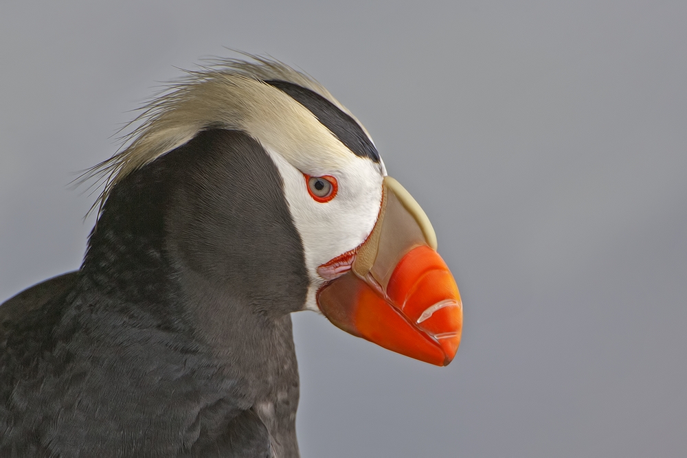 Tufted Puffin, Reef Rookery Cliffs, St. Paul Island, Alaska