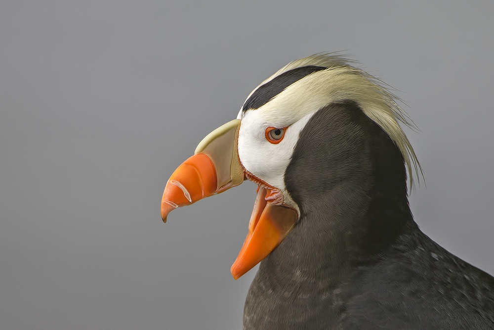 Tufted Puffin, Reef Rookery Cliffs, St. Paul Island, Alaska