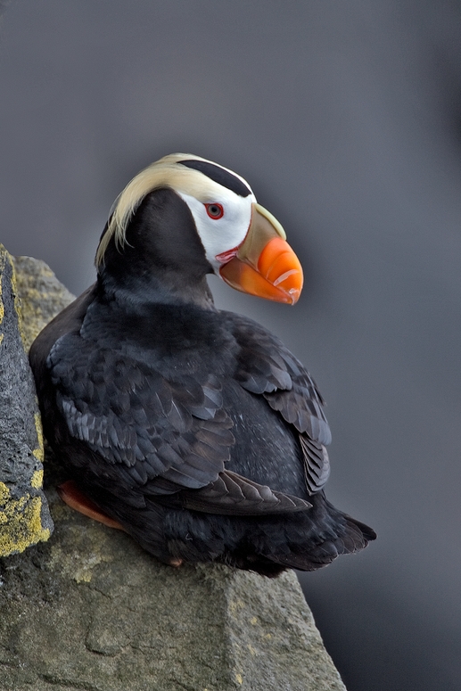 Tufted Puffin, Reef Rookery Cliffs, St. Paul Island, Alaska