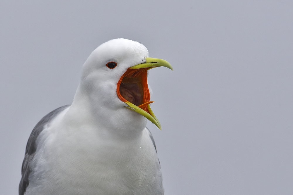 Black-Legged Kittiwake (Adult), Inner Harbor, St. Paul Island, Alaska