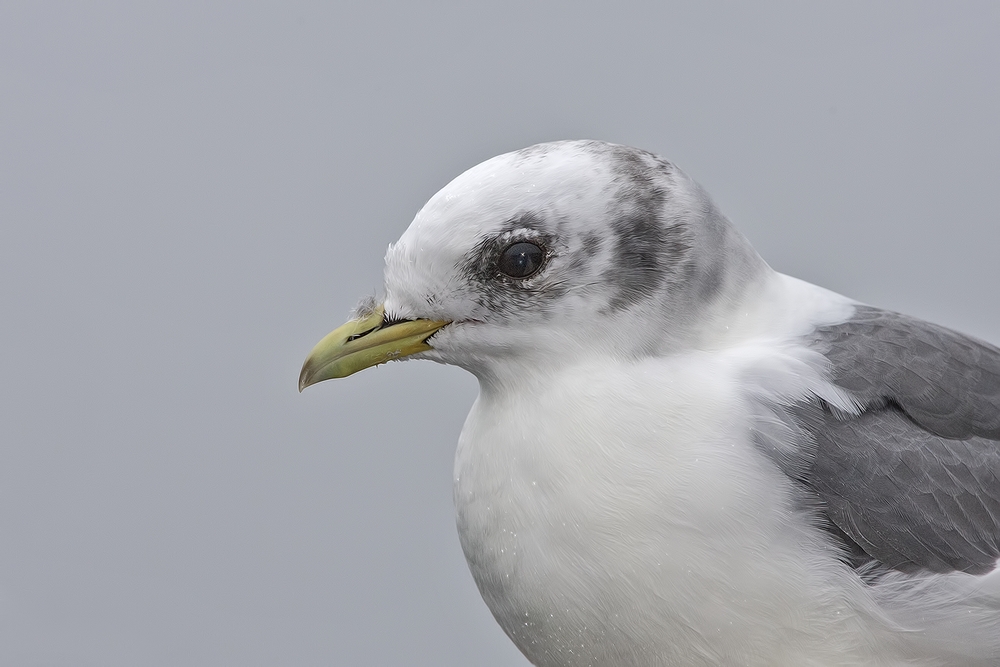 Black-Legged Kittiwake (Juvenile), Inner Harbor, St. Paul Island, Alaska