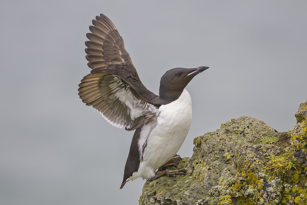 Thick-Billed Murre, Zapadni Cliffs, St. Paul Island, Alaska