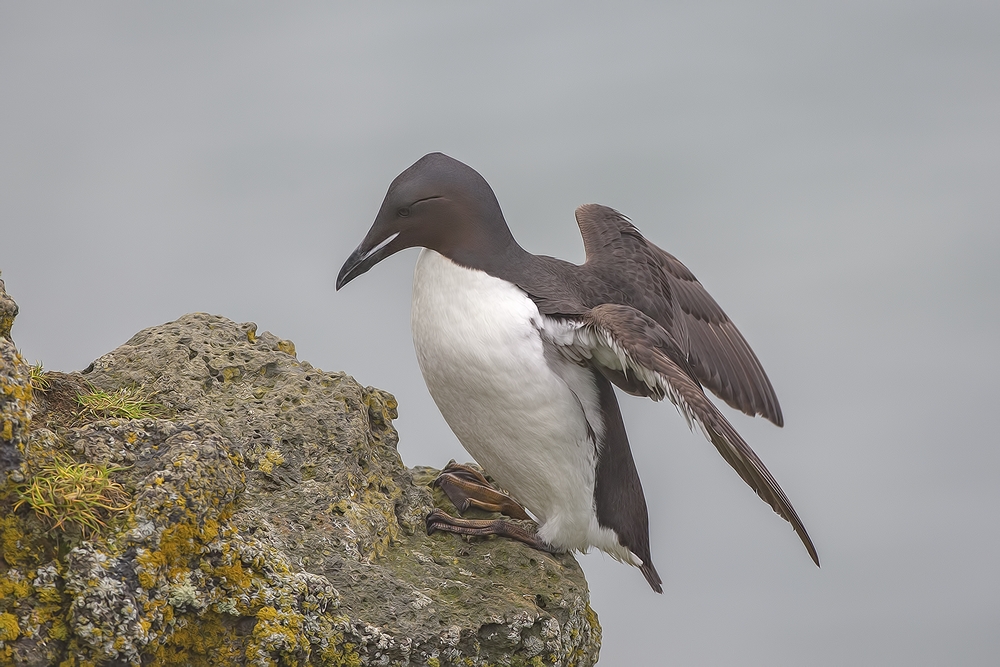 Thick-Billed Murre, Zapadni Cliffs, St. Paul Island, Alaska