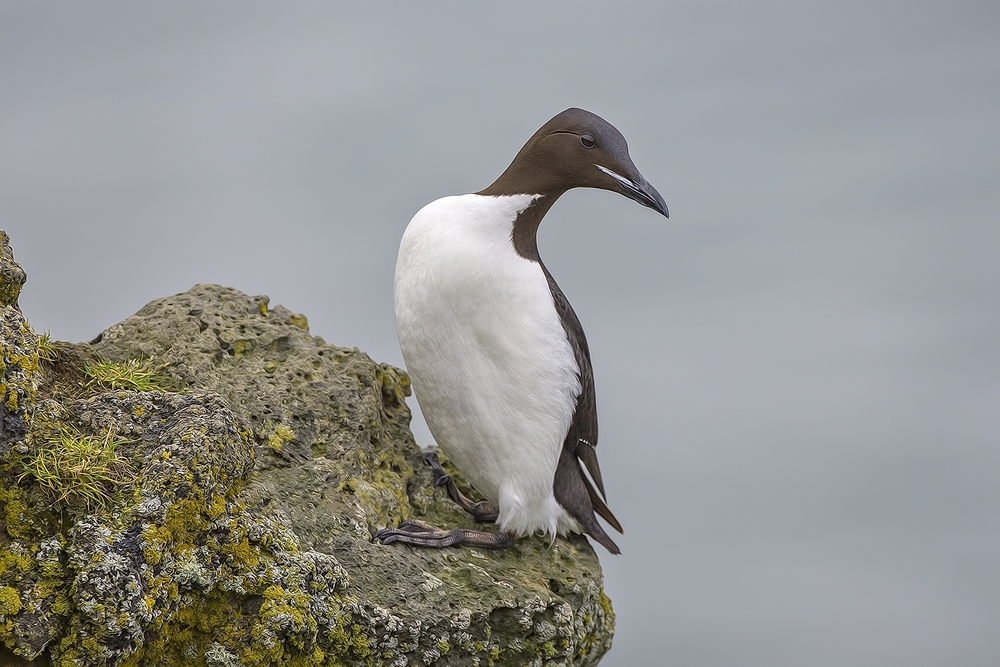 Thick-Billed Murre, Zapadni Cliffs, St. Paul Island, Alaska